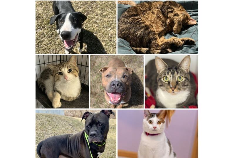 The Herald-News presents this week’s Pets of the Week. Read the description of each pet to find out about it, including where it can be adopted in Will County.