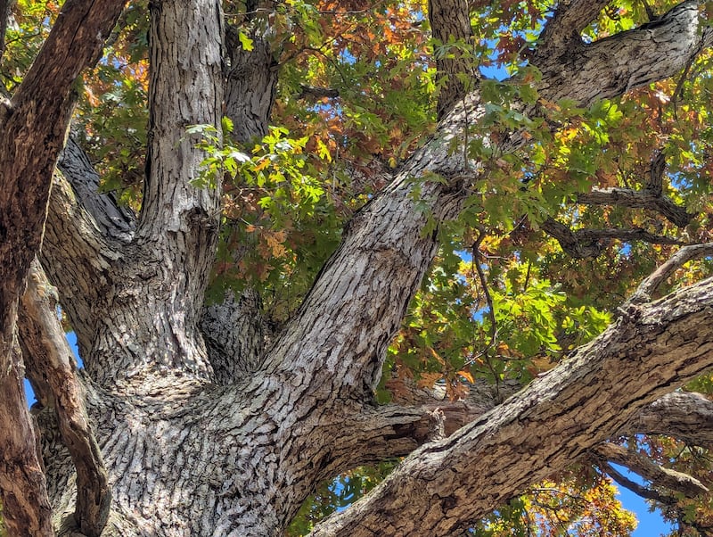 A tree in Hickory Knolls Natural Area.