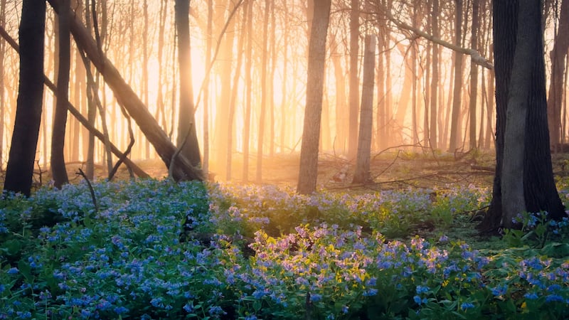 Joliet woman wins Will County forest district’s photo contest capturing ‘magical moment’ at O’Hara Woods 