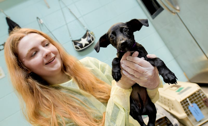 Alyssa Masten holds "Polly", during intake process of the dogs rescued from the recent Texas Floods, at Anderson Humane in South Elgin. The animals were flow north on a Dog Is My CoPilot flight to the Aurora Municipal Airport on Thursday, Jul 24, 2025 in Sugar Grove.