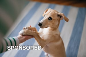 Five Tips for National Train Your Dog Month