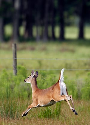 Lee, Ogle, Carroll counties to host IDNR chronic wasting disease meetings 