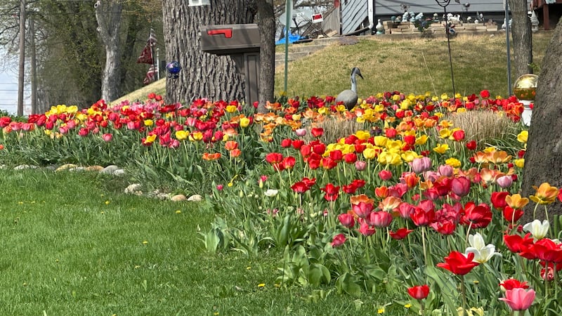 Photos: Spring Valley street corner explodes in annual tulip glory