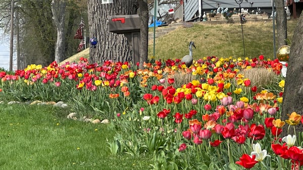 Photos: Spring Valley street corner explodes in annual tulip glory
