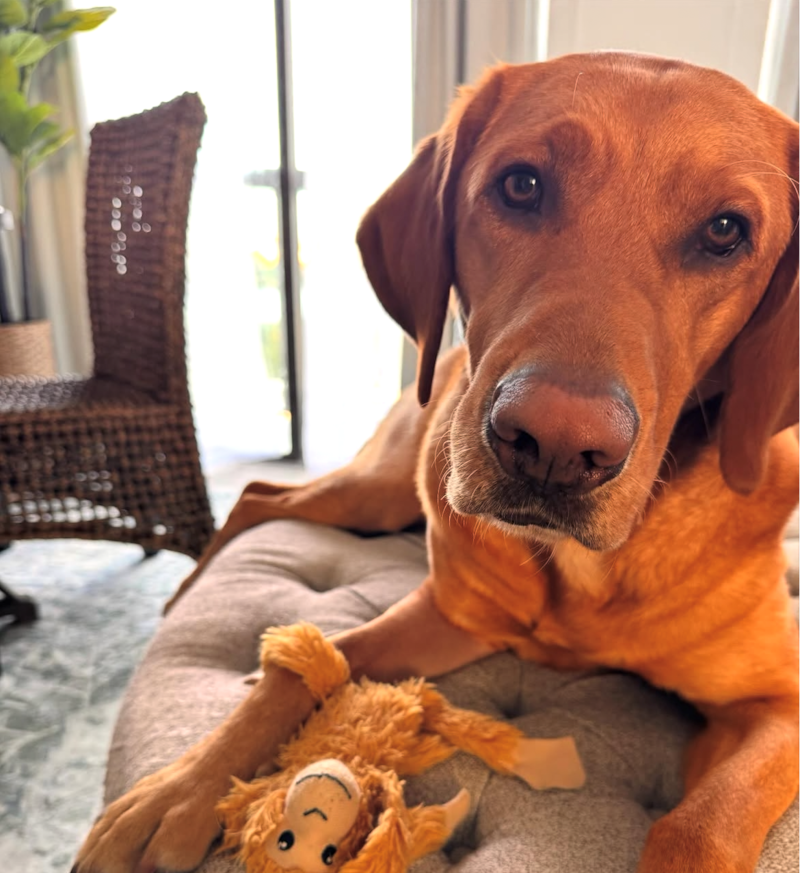 The Sheriff’s Office also utilizes an electronic detection canine, K9 Enzo, who is specially trained to locate hidden electronic storage devices.