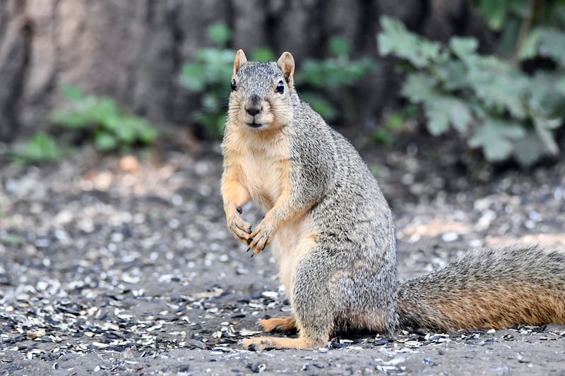A Spring Break Staycation – Sniff, Look and Listen program on April 2, 2026, at Plum Creek Nature Center will encourage participants to observe animal habitats.
