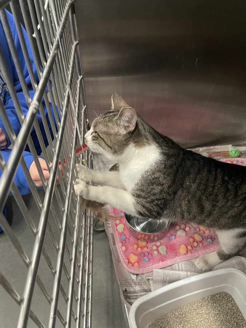 Will County Animal Protection Services is seeking residents that live or work on agricultural property for its Whiskers to Work program, which rehomes feral cats.