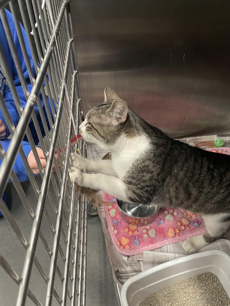 Will County Animal Protection Services is seeking residents that live or work on agricultural property for its Whiskers to Work program, which rehomes feral cats.