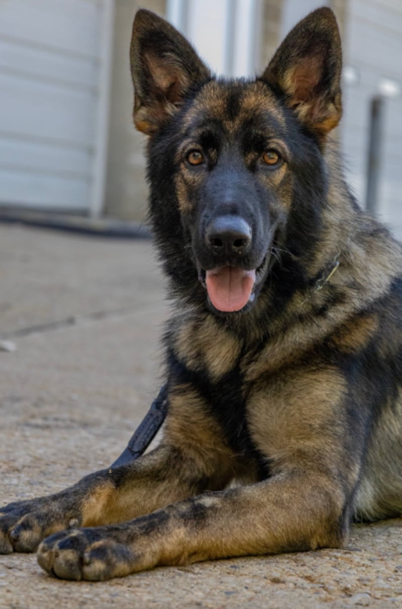 K-9 Osaka is the newest member of the Crystal Lake Police Department.