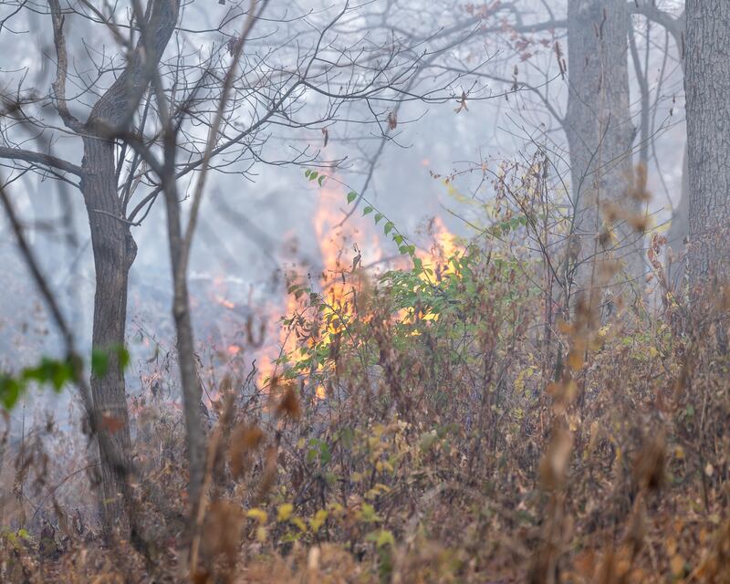 "Controlled Fire" ignites leaves surrounding cemetery on Friday, November 21, 2025 at St. Mary's Cemetery in Utica.