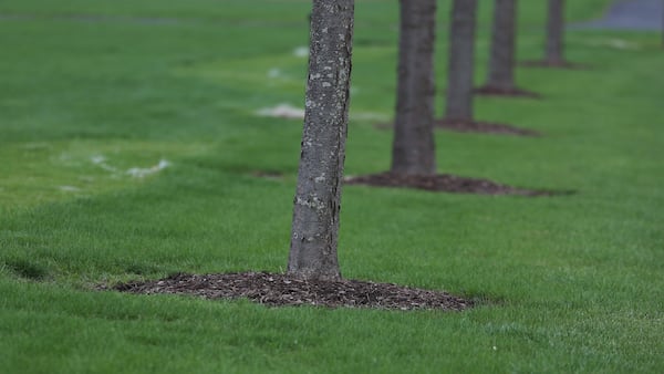 La Salle seeks grant to inventory, improve downtown trees