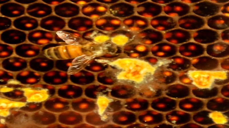 New Huntley beekeeping regulations, lower costs for hobbyists could be coming