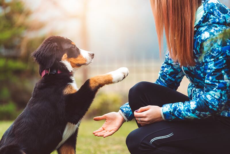 Cedar Lane Kennels - Spring Into Training: Helping Your Dog Thrive After a Long Winter