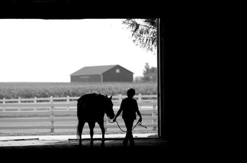 Volunteer Joan VanHuysse leads Barney, a horse owned by Rich Harvest Farms in Sugar Grove, during an equine therapy session at Rich Harvest Farms in Sugar Grove.