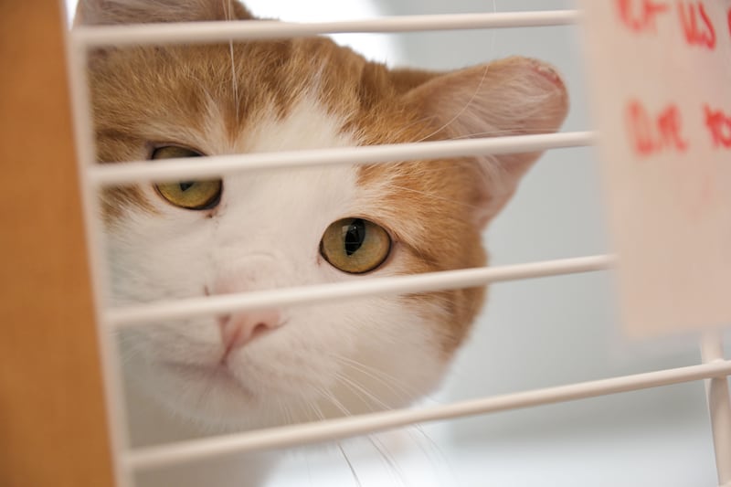 Several cats are waiting for adoption in the new addison of the DuPage County Animal Services building in Wheaton.