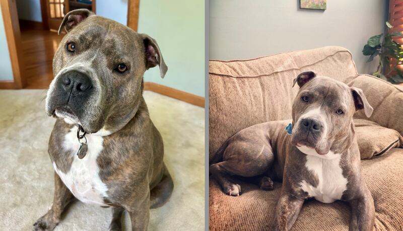 Oakley, a four-year-old American Staffordshire Terrier, was rescued from a house fire by the Aurora Police Department on Sept. 11, 2025.