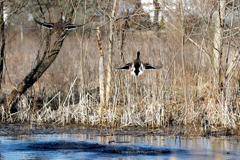 Mallard ducks take flight from a pond at the McHenry County Conservation District's Elizabeth Lake Nature Preserve Varga Archeological Site on Wednesday, March 6, 2024, The wetland area near Richmond along the Wisconsin Board is composed of every stage of wetland. The area also a habitat for 29 species of native fish, 200 species of plant life, 55 species of birds, 15-20 butterfly species, and 20 state threatened and endangered species