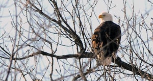 Get up close to wildlife on a Starved Rock Lodge trolley tour