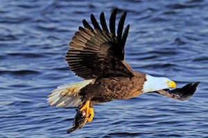 5 Things to Do: Eagle Watch Weekend at Starved Rock, puzzle tournament and more this weekend