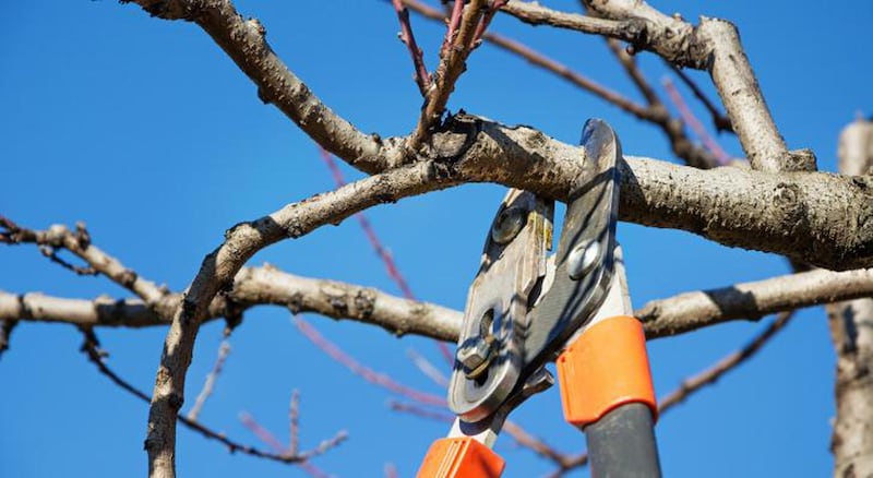 The best time for pruning fruit trees is at planting and in subsequent years in early spring before buds break and trees are still dormant.