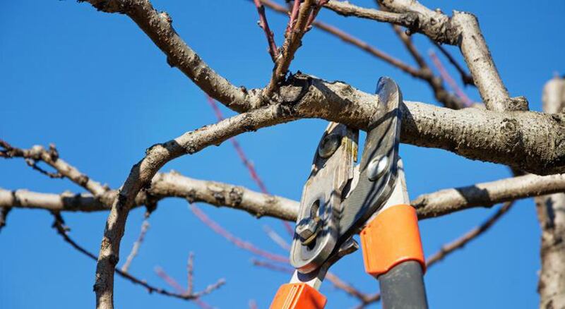 The best time for pruning fruit trees is at planting and in subsequent years in early spring before buds break and trees are still dormant.