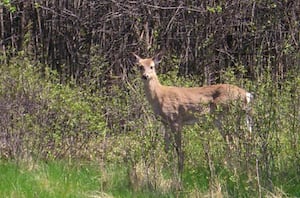Joliet Junior College to give presentation on why deer management matters