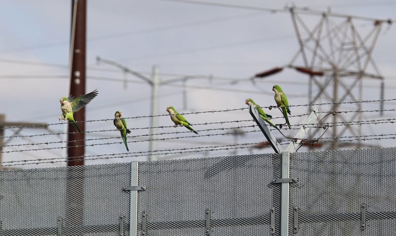 Colonies of monk parakeets, typically native to South America, have taken up residence at various ComEd power stations throughout the suburbs, including this spot in Bedford Park as well as Lombard in the Western suburbs.