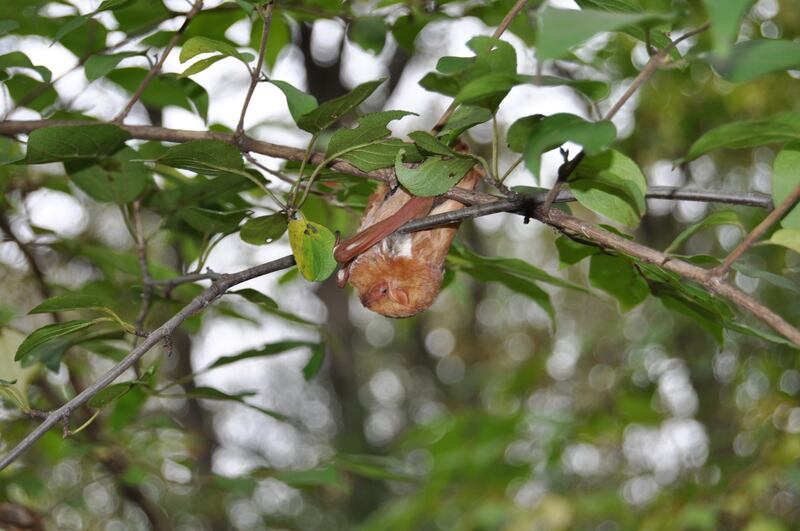 Watch as bats emerge from their sleeping quarters to hunt during a Bat Night Hike for Adults on Aug. 30, 2024, at the Forest Preserve District of Will County’s Hammel Woods in Shorewood.
