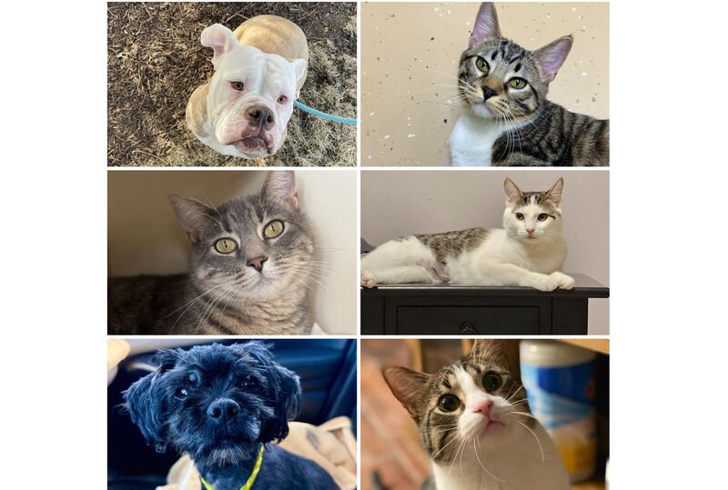 The Herald-News presents this week’s Pets of the Week. Read the description of each pet to find out about it, including where it can be adopted in Will County.