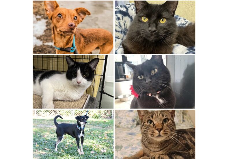 The Herald-News presents this week’s Pets of the Week. Read the description of each pet to find out about it, including where it can be adopted in Will County.