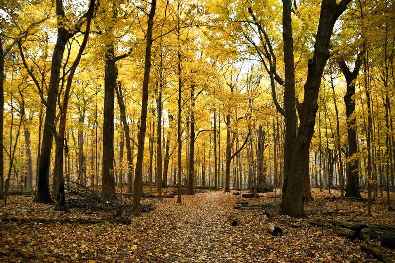 Celebrate National Take a Hike Day with the Forest Preserve District of Will County on Nov. 17, 2024, by signing up for hikes at Messenger Woods Nature Preserve in Homer Glen or Lake Renwick Preserve in Plainfield.