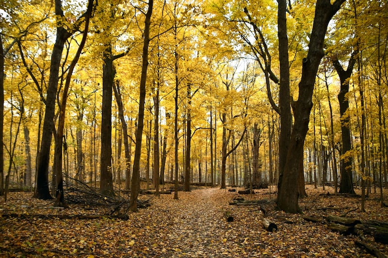 Celebrate National Take a Hike Day with the Forest Preserve District of Will County on Nov. 17, 2024, by signing up for hikes at Messenger Woods Nature Preserve in Homer Glen or Lake Renwick Preserve in Plainfield.