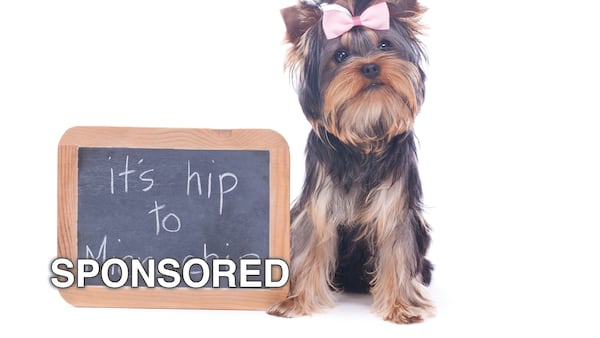 May is Chip Your Pet Month: A Simple Step That Can Protect Your Pet