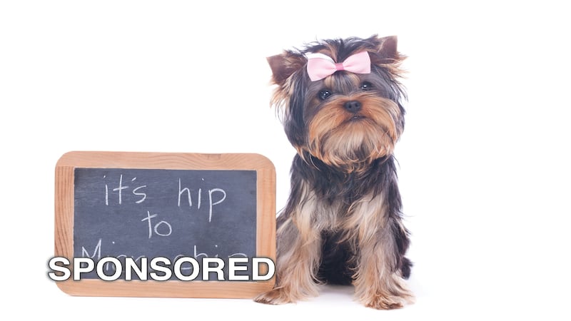 May is Chip Your Pet Month: A Simple Step That Can Protect Your Pet