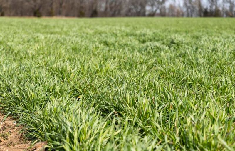 Growing wheat in Illinois this winter came with challenges, but this field in Mason County is looking good. (Photo by Illinois Farm Bureau photographer Catrina Rawson)