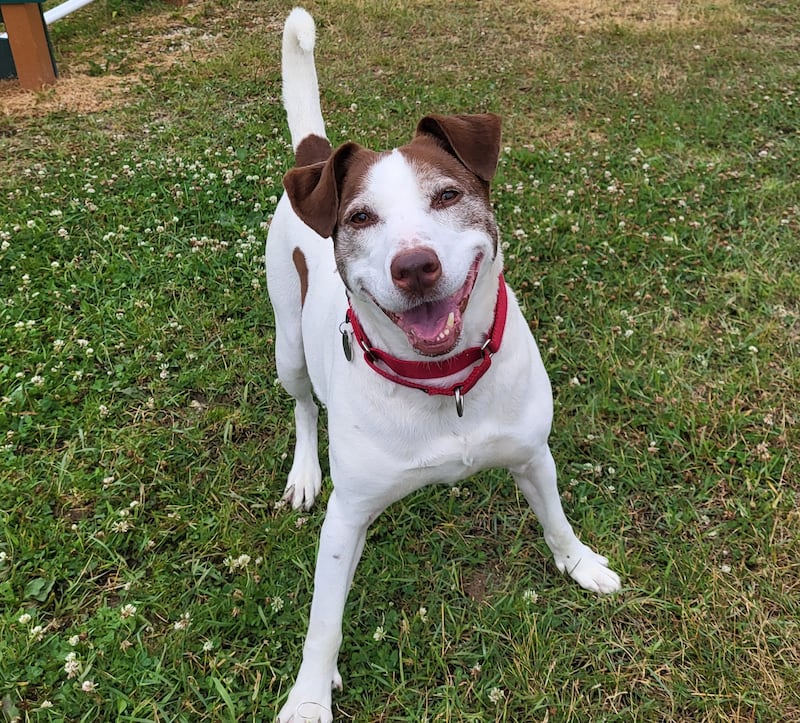 Maeve is Save-A-Pet's pet of the week for Oct. 9, 2025.