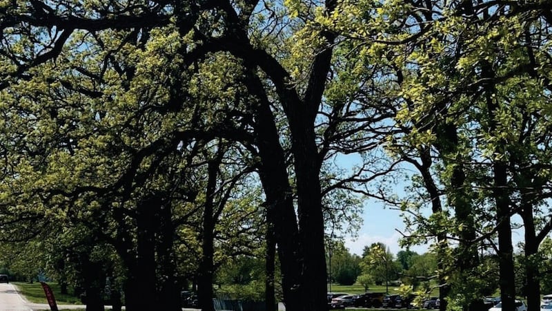 Yorkville debates how many 200-year-old oaks to cut down along Blackberry Oaks Golf Course for road expansion
