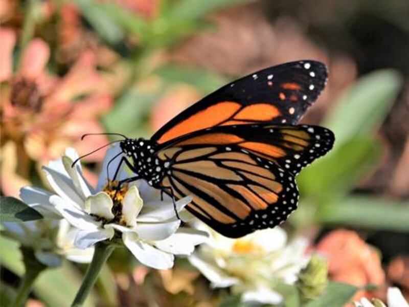 Romeoville has announced it will renew its Monarch Pledge in 2025, vowing to help protect the iconic butterflies and other pollinators vital to Illinois’s flowers and plants.