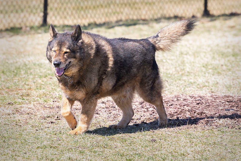 Cyrus pokes around Dogwood Acres in Sterling Thursday, March 19, 2026.