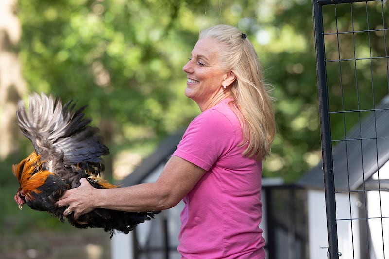 Tracy Kitzman picks up a rescued chicken Tuesday, June 2, 2026, at Kitzman’s Farm Sanctuary in Dixon. The owners of the farm, located on Brinton Avenue, want to obtain land owned by the Dixon School District in order to expand.