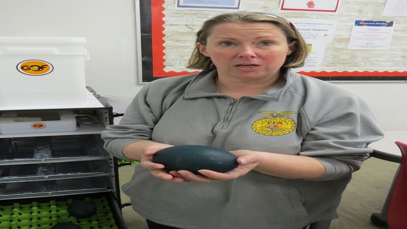 Amboy ag teacher hatching knowledge
