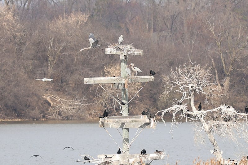 A heron leaves the nest at the Lake Renwick Heron Rookery Nature Preserve in Plainfield on Thursday, March 26, 2026.