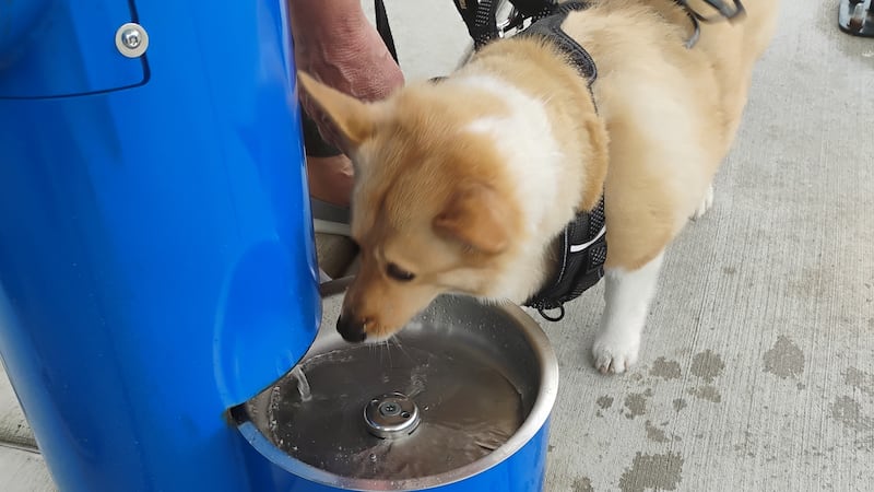 Kane County’s doggy drinking fountain debuts