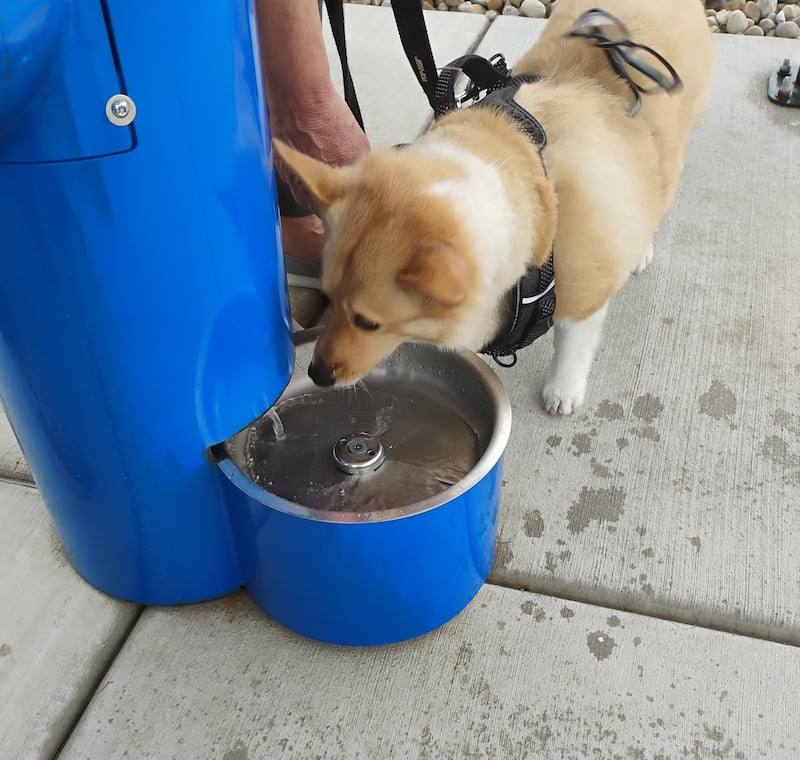 Nugget, perhaps the most famous corgi in Kane County, has a drink at the new doggy water fountain at Kane County Animal Control. Nugget belongs to Kane County Board Chair Corinne Pierog, at the ribbon cutting Monday. As you can see, Madam Chair's glasses slipped off and landed on Nugget's back.