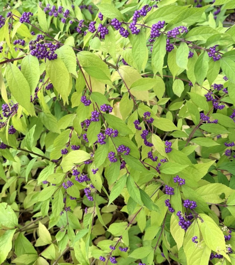 American Beautyberry with bright purple berries.