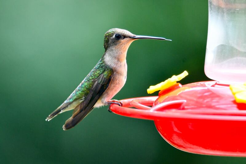 Watch hummingbirds flit overhead during a Hummingbird Hangout program on Aug. 31, 2025, at Plum Creek Nature Center.