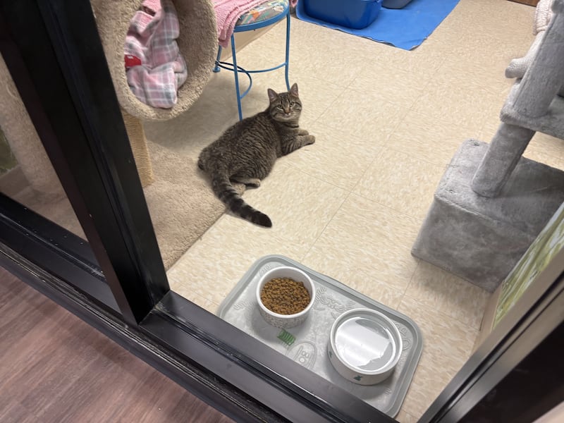 Frederick the cat pictured at the McHenry County Department of Health Crystal Lake facility April 10, 2026.