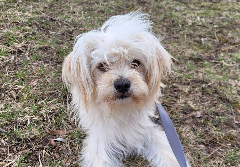 Mugsy is Save-A-Pet's pet of the week for March 26, 2026.