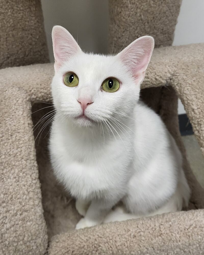 Athena is Save-A-Pet's pet of the week for Sept. 18, 2025.