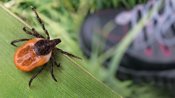 Illinois health officials warn of tick dangers during outdoor activities
